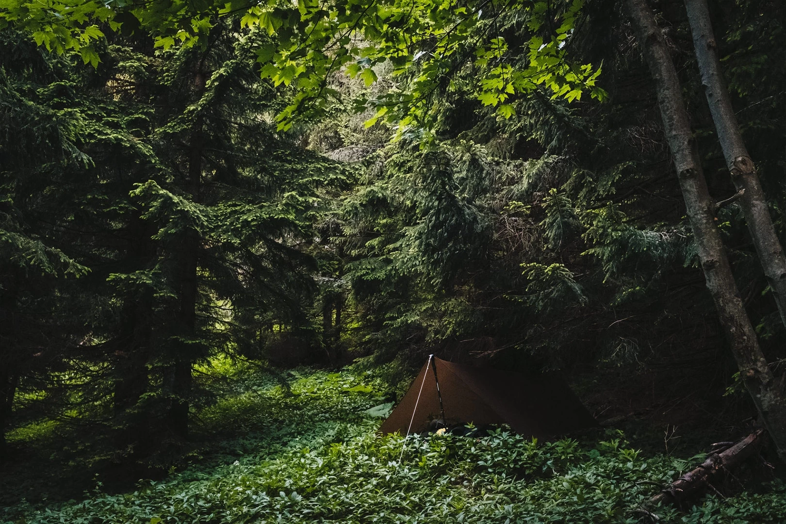 Lesovik Zmora 7 Lesovik Zmora – Image 7